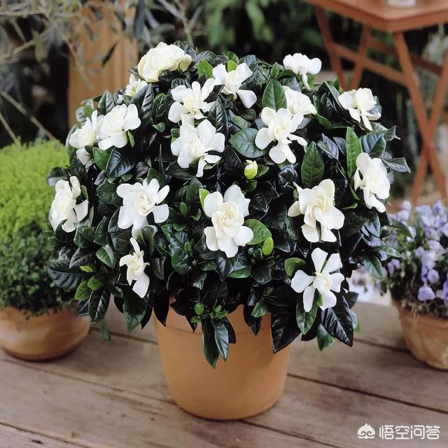 花盆白色虫卵:花盆里白色小虫,像灰尘般大小是什么虫？