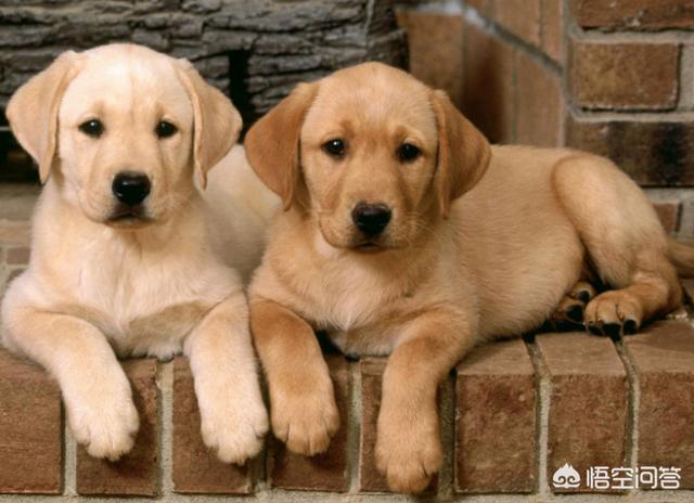 3个月金丹犬:三个月大的金毛只能吃狗粮吗？还是可以吃点其他东西？