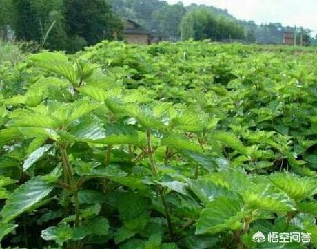 头条问答 烧仙草是什么植物 如何种植 11个回答