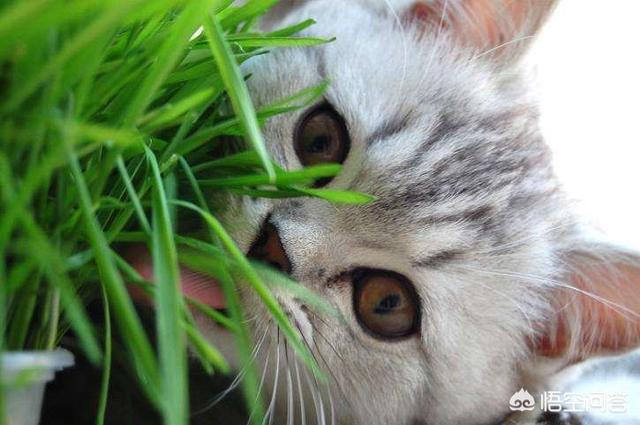 猫吃了猫薄荷饼干吐了:为什么小猫经常去吃花盆里的干草？