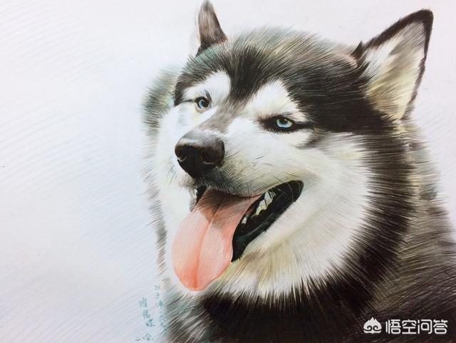 呆萌哈士奇高清手机壁纸:养柴犬、二哈、金毛、拉布拉多、牧羊犬哪种好？