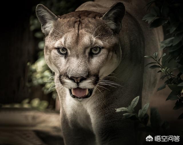 最大的猫科动物:猫科动物中战力最强的是谁？