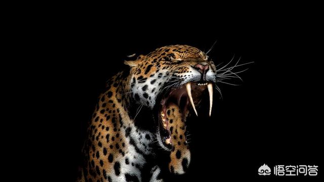 最大的猫科动物:猫科动物中战力最强的是谁？