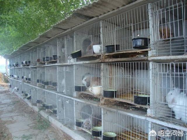 兔用碗式饮水器:没有兔粮和干草该用什么喂兔子？