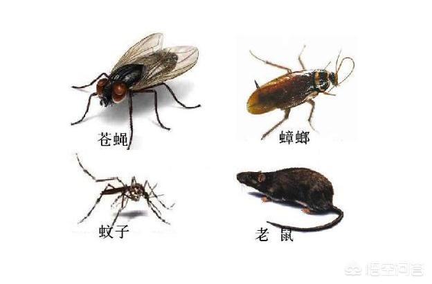 为什么“四害”无法灭绝？