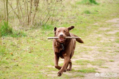 圣伯纳德犬运动量大吗:拉布拉多一条需要多少运动量？
