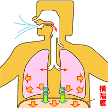 跑步时,该用腹式呼吸还是胸式呼吸,该用鼻吸鼻呼,还是鼻吸口呼？