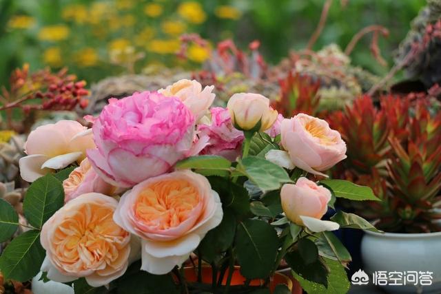 玫瑰和月季有什么关系，玫瑰、蔷薇、月季它们各自有什么不同如何区分