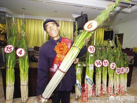 山东章丘大葱高过人:章丘的大葱为什么这么高？