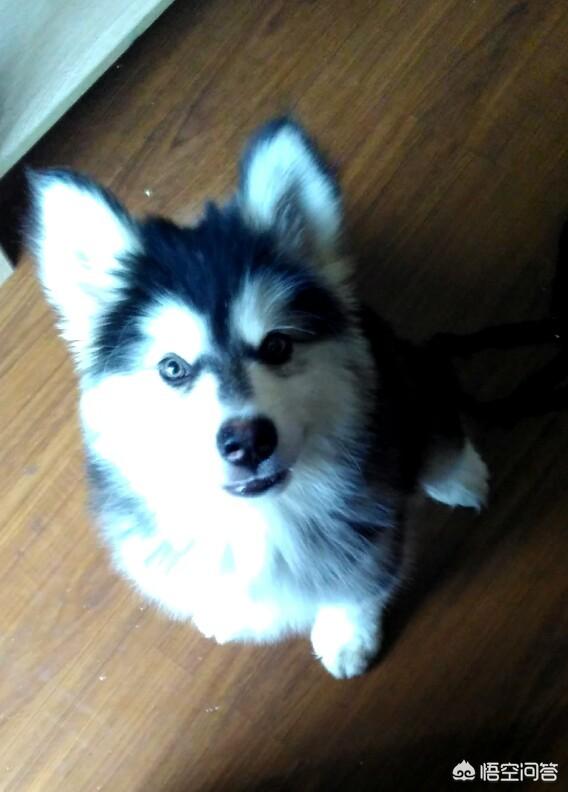 救助犬的最后遗言:爱狗人士堵路救狗，来自疫区的狗被无害化处理，你怎么看？