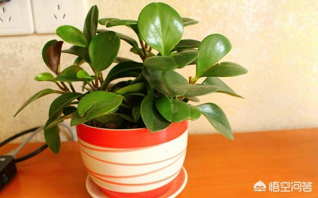 茶树在室内怎么养殖，在房间里怎样才能养好植物比如兰花，绿萝