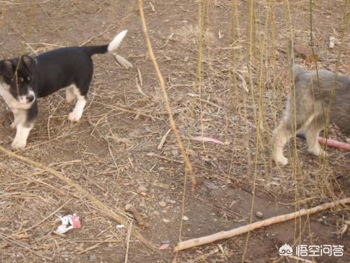 男子谋生杀猫卖钱细节曝光:为什么有一种想掐死猫的冲动，我是不是有暴力倾向？