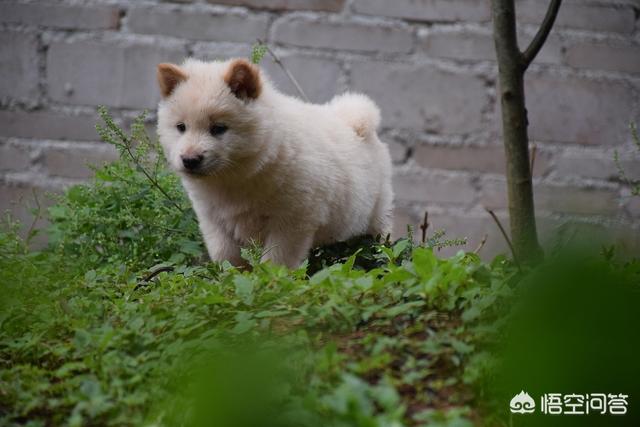 450只宠物狗品种图片大全:世界上有多少个狗狗品种？