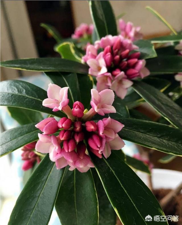 头条问答 请问这是什么品种的花 9个回答