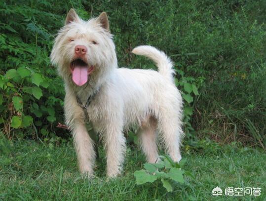 卡南犬幼犬图片:哪些地方能买到下司猎犬？下司猎犬的幼犬大概多少钱？