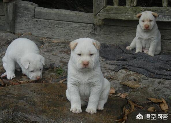卡南犬幼犬图片:哪些地方能买到下司猎犬？下司猎犬的幼犬大概多少钱？