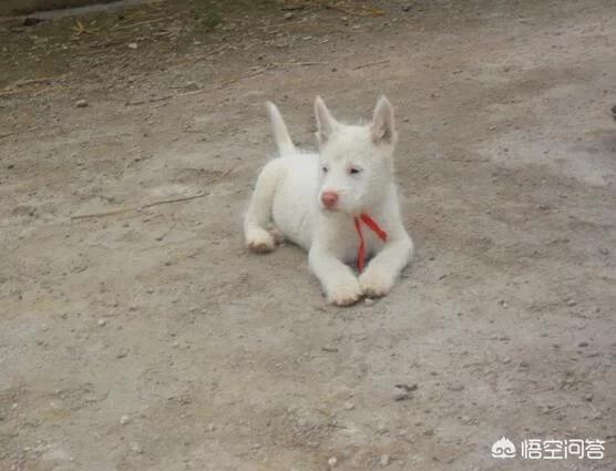 阿富汗猎犬图片价格幼犬:一只阿富汗猎犬大概要多少钱？