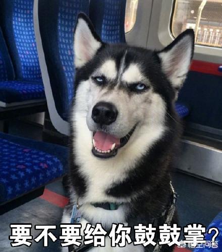 萌萌哒的微信名:那些用猫猫狗狗做头像的人是什么心态