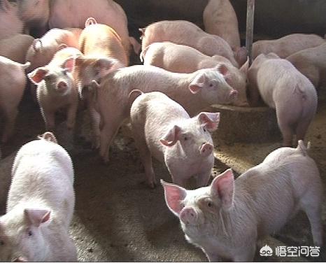想养猪,目前这个行业怎么样？