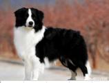 拉布拉多犬和金毛的区别图片:边境牧羊犬、柯基、金毛和拉布拉多犬哪一个更聪明？