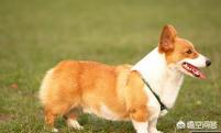 拉布拉多犬和金毛的区别图片:边境牧羊犬、柯基、金毛和拉布拉多犬哪一个更聪明？