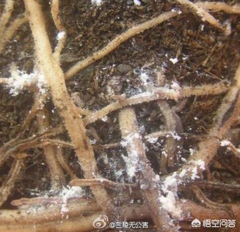 头条问答 盆栽泥土有虫子怎么办 用什么能彻底消灭 晨曦植物的回答 0赞