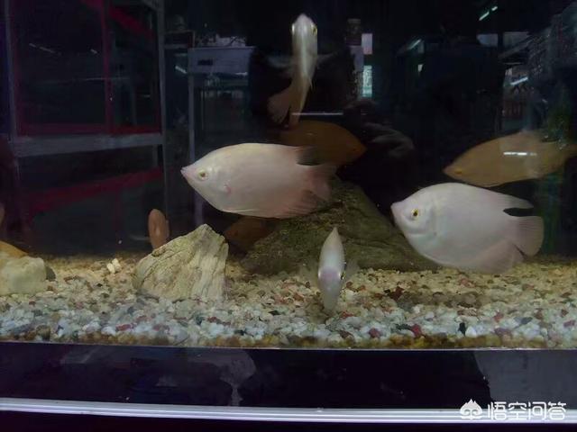 银龙鱼混养:银龙鱼和鹦鹉鱼混养应该注意什么问题？