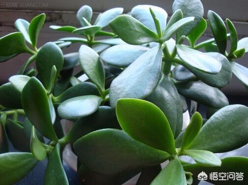 燕子掌有毒:多肉植物燕子掌有毒吗？放在室内或者卧室是否合适呢？