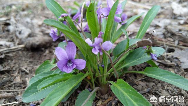 头条问答 紫花地丁是什么花 怎么种植 11个回答