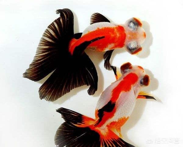 头条问答 如何选择 养殖 欣赏观赏鱼 金鱼 如何用散文诗词叙述欣赏金鱼 养鱼老道的回答 0赞