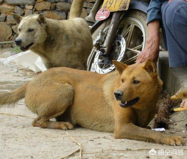 中华田园犬图片简笔画:想养好中华田园犬，要做到哪些事情？