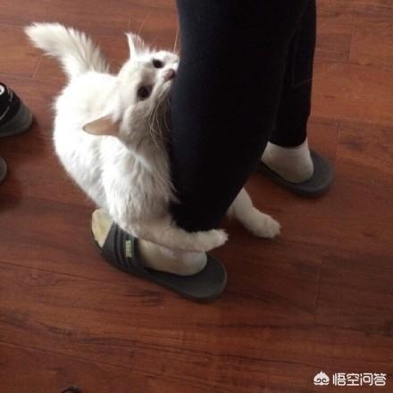 搓手猫卖萌惹人怜:你家猫有什么特别的撒娇卖萌的方式？