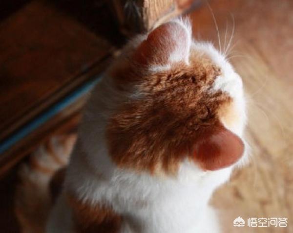 刚出生小猫去跳蚤最简单的方法:2个月的猫咪有跳蚤怎么办？