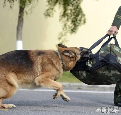 屠宰场踢门救狗事件:如何看待主人猝死被狗啃尸，下体内脏脑浆被狗分食？