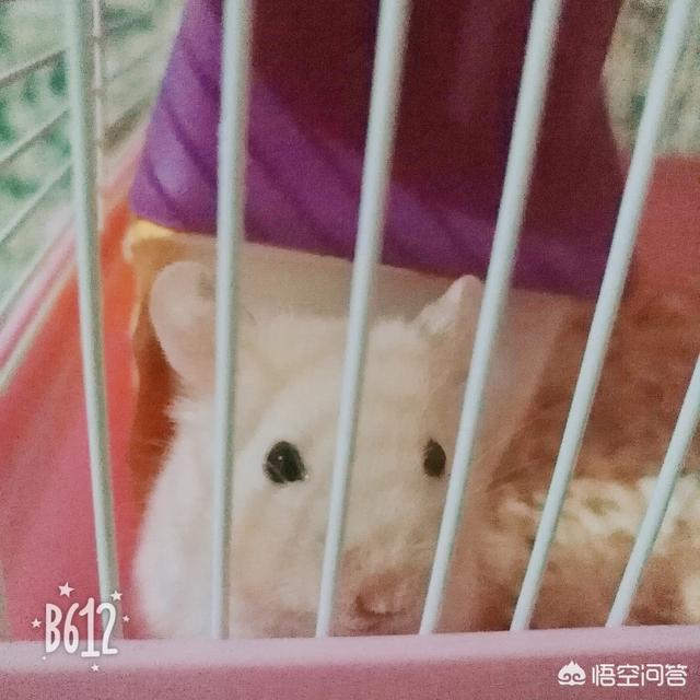 金丝熊怎么养才听话:新手想要养猫，怎么才可以把猫咪养的粘人听话？