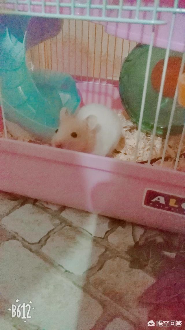 金丝熊怎么养才听话:新手想要养猫，怎么才可以把猫咪养的粘人听话？