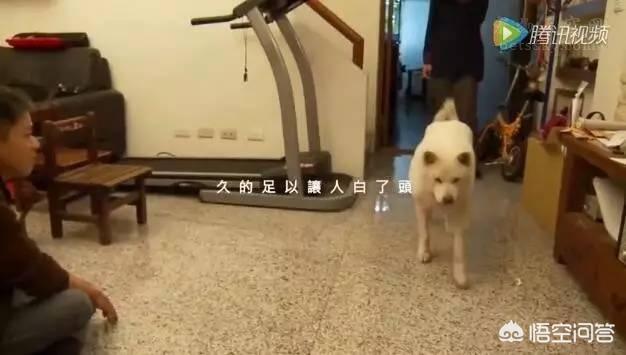 人和狗分开之后，狗狗还会记得以前的主人吗？插图19