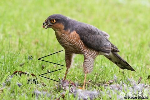 关于鹰和雕的区别是什么?知识的介绍