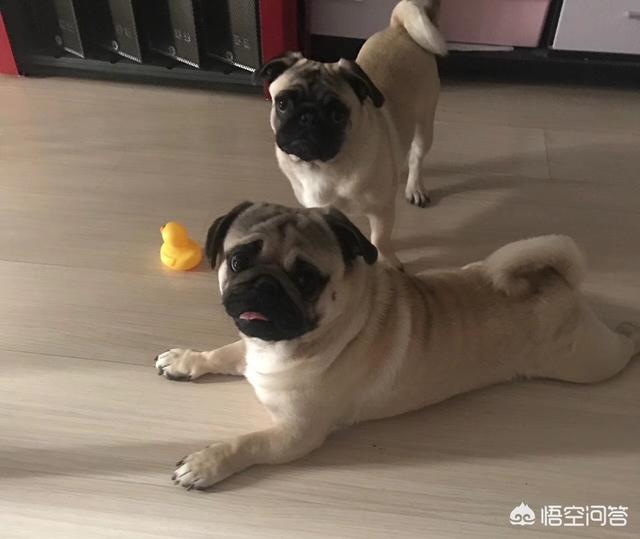 三个月大的金毛狗狗图片:3个半月的金毛吃的多，便便多且正常，能吃出毛病吗？
