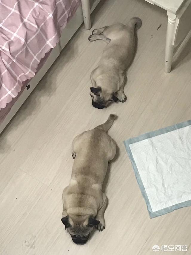 三个月大的金毛狗狗图片:3个半月的金毛吃的多，便便多且正常，能吃出毛病吗？