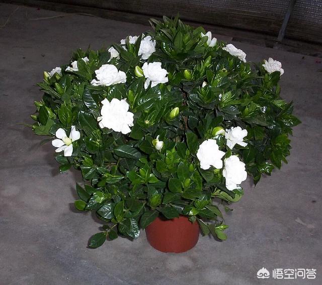 花盆白色虫卵:花盆里白色小虫,像灰尘般大小是什么虫？