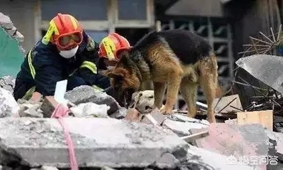 汶川地震搜救犬全部处死:汶川地震搜救犬起了多大作用？