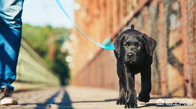 圣伯纳德犬运动量大吗:拉布拉多一条需要多少运动量？