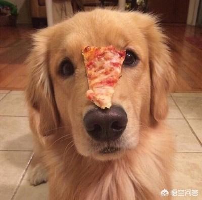 杜宾犬打架:你们见过发火的金毛吗？那是什么样子的？