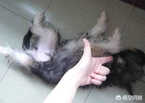 狗狗音乐网乐乐论坛:如何利用响片训练狗狗装死？