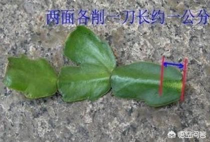 龙骨和巴西龙骨的区别:龙骨花可以用来嫁接蟹爪兰吗？