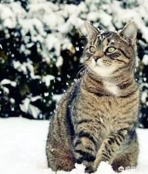 头条问答- 狸花猫怎么样，在国外能卖多少钱？(61个回答)