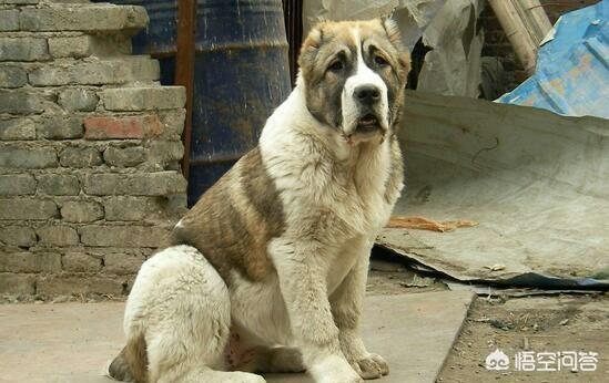 世界猛犬排行榜:世界十大猛犬是哪些猛犬？