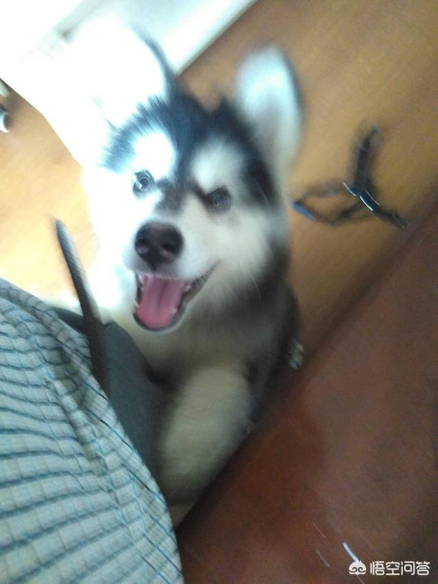 救助犬的最后遗言:爱狗人士堵路救狗，来自疫区的狗被无害化处理，你怎么看？