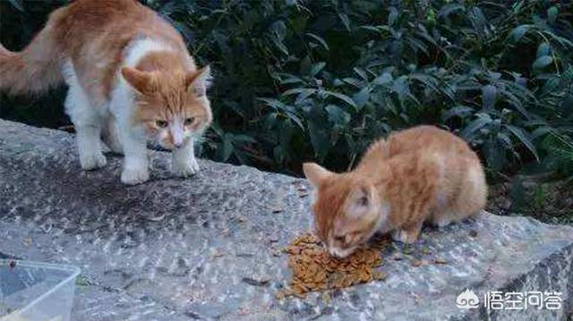 流浪小猫吃什么:流浪猫吃什么猫粮好 应该给流浪猫喂食什么呢？